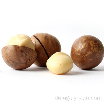 Große Größe geröstet Macadamia in der Schale zum Verkauf